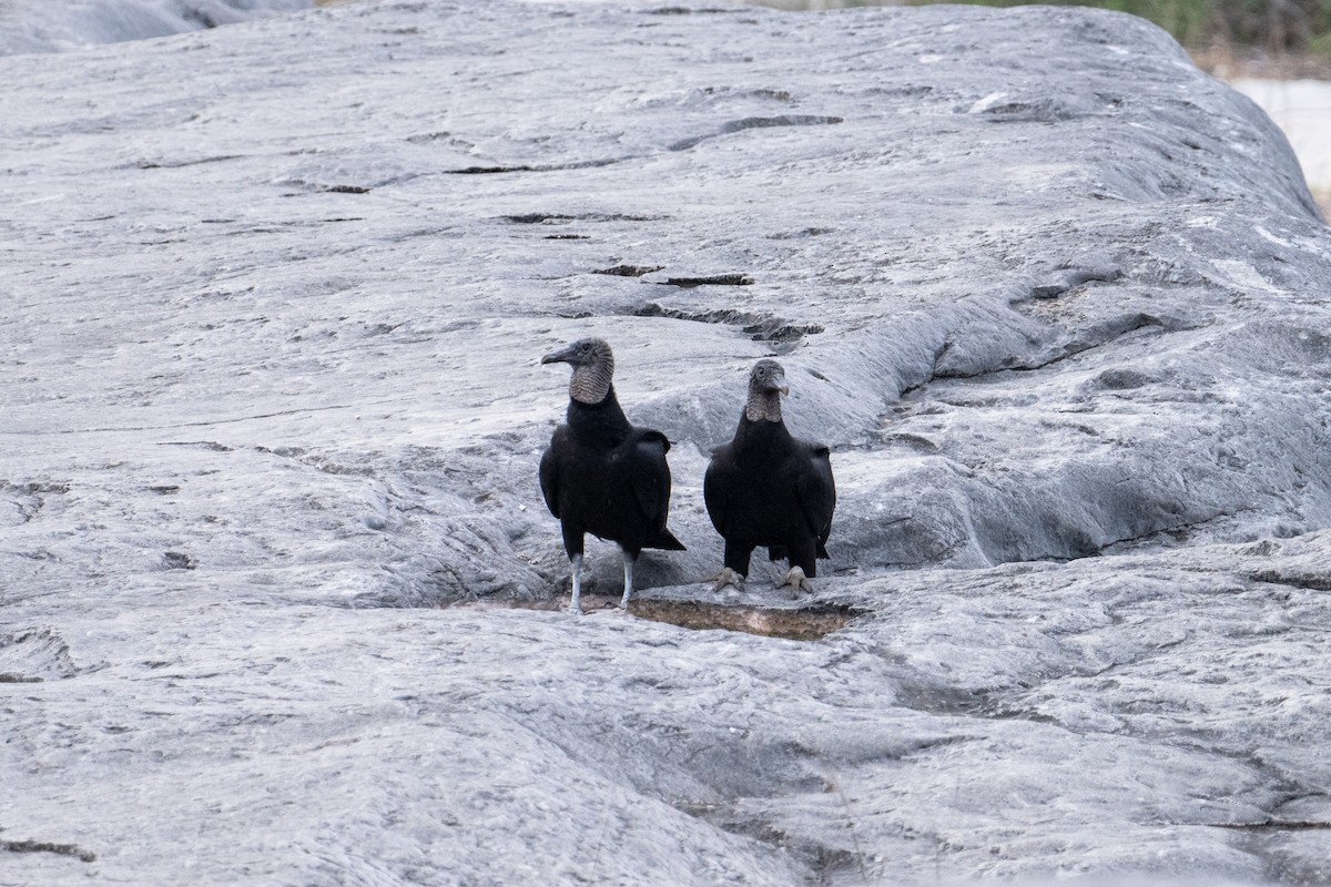 Black Vulture - ML617684140