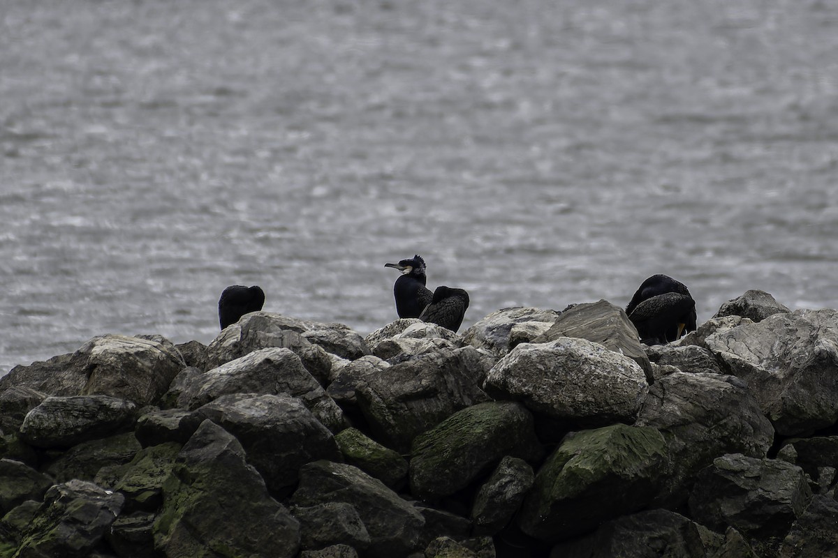 Double-crested Cormorant - ML617684174