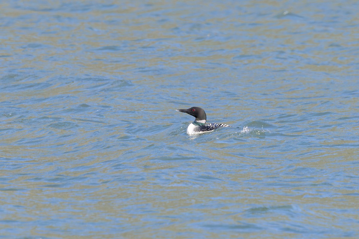 Common Loon - Dave Brooke