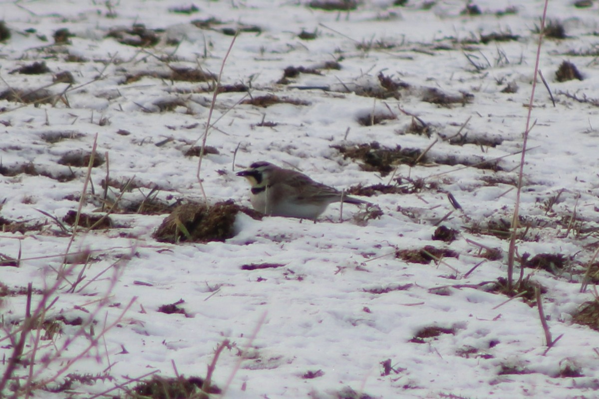 Horned Lark (Western pale Group) - ML617684179