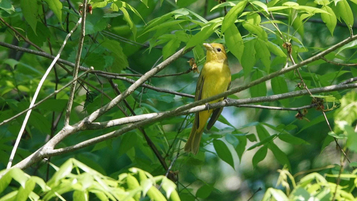 Summer Tanager - ML617684194