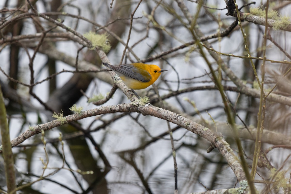 Prothonotary Warbler - ML617684203