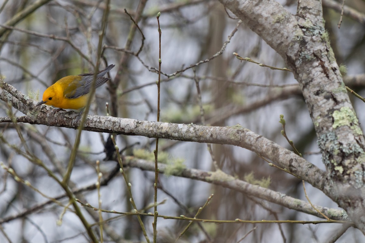 Prothonotary Warbler - ML617684204
