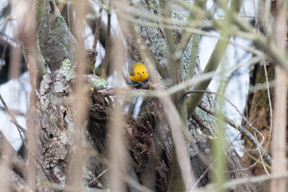 Prothonotary Warbler - ML617684205