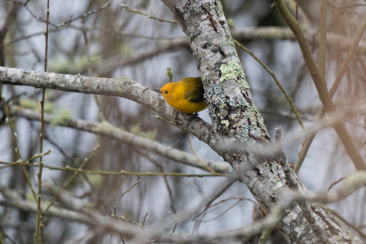 Prothonotary Warbler - ML617684206