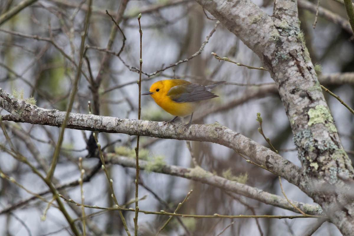 Prothonotary Warbler - ML617684207