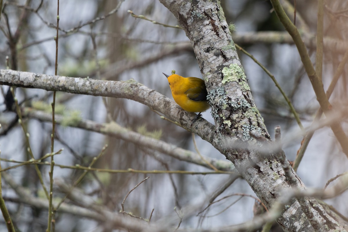 Prothonotary Warbler - ML617684208