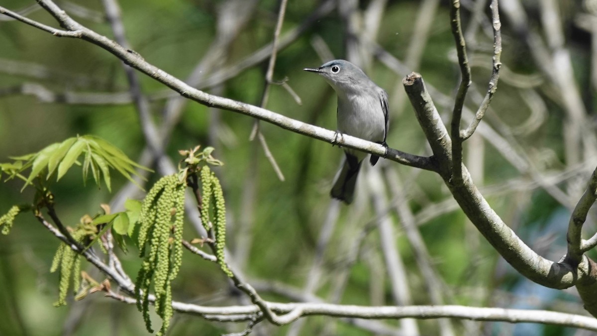 Blue-gray Gnatcatcher - ML617684210