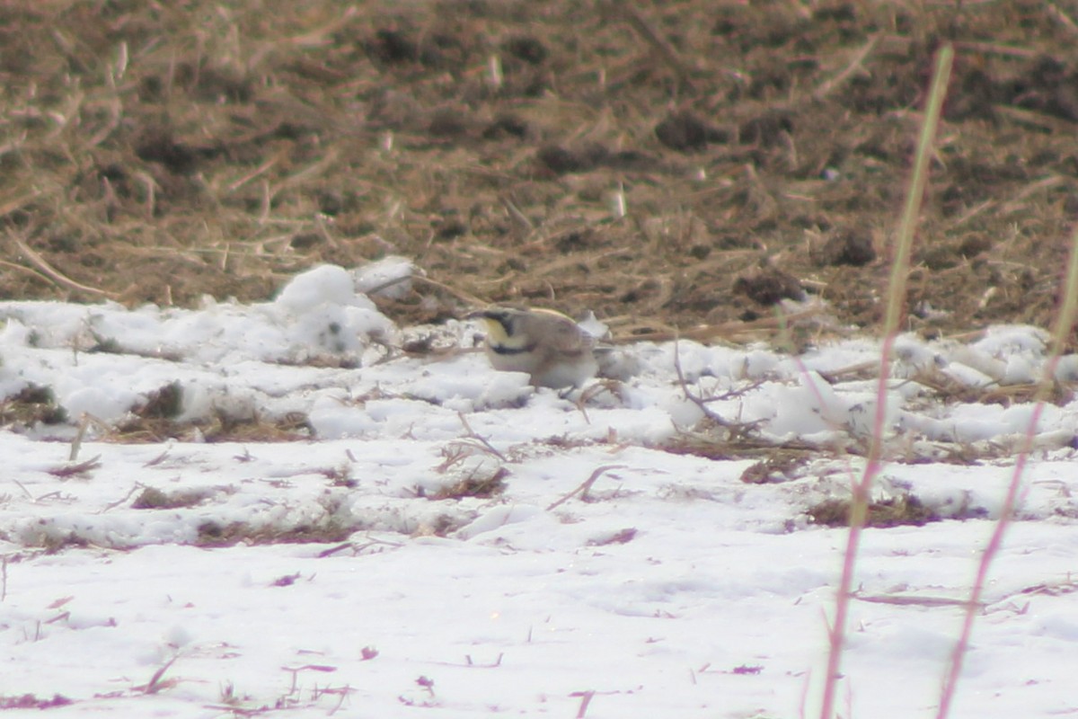 Horned Lark (Western pale Group) - ML617684211