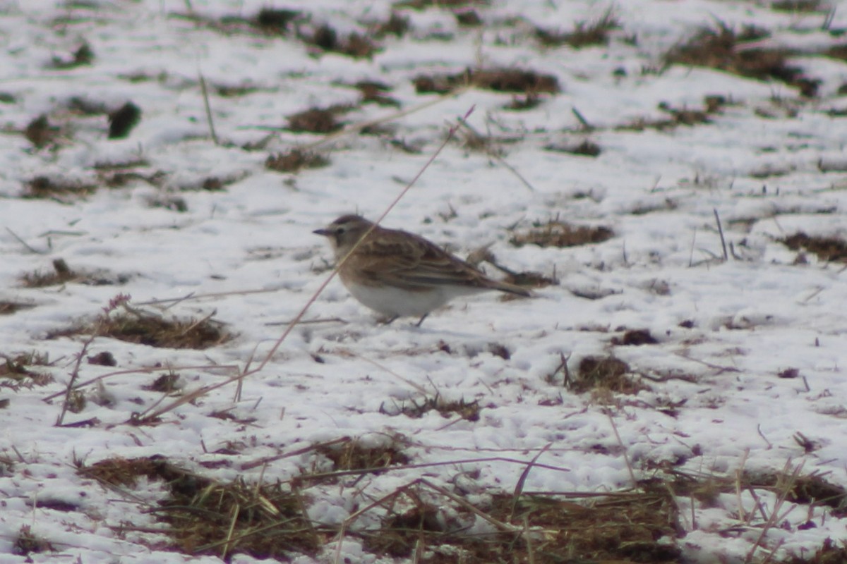 Horned Lark (Western pale Group) - ML617684212