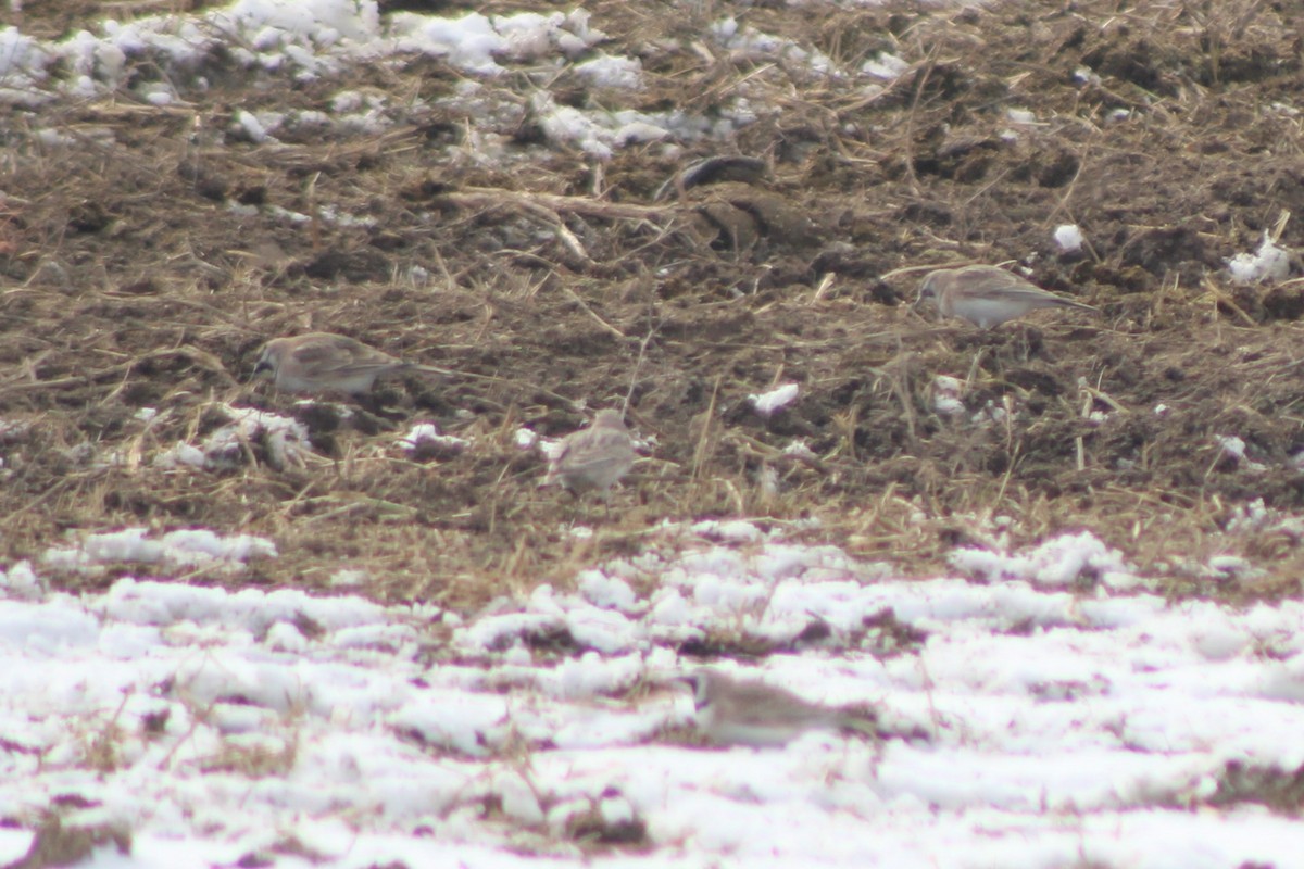 Horned Lark (Western pale Group) - ML617684213