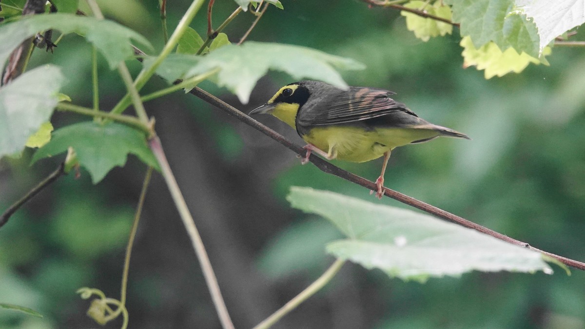 Kentucky Warbler - ML617684233