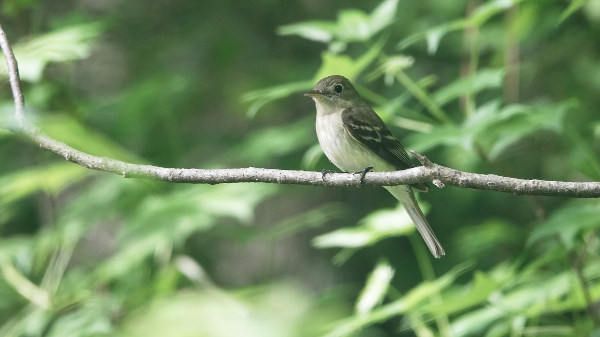 Acadian Flycatcher - ML617684258