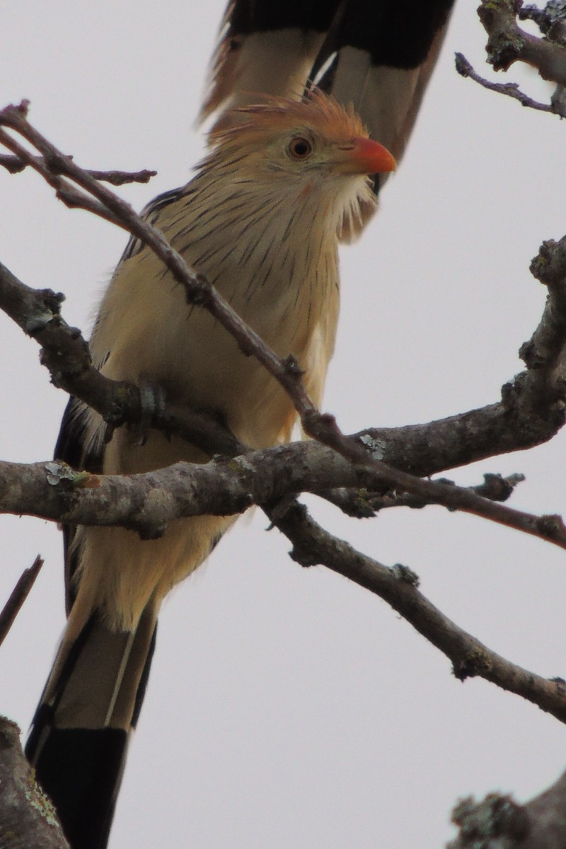 Guira Cuckoo - ML617684274