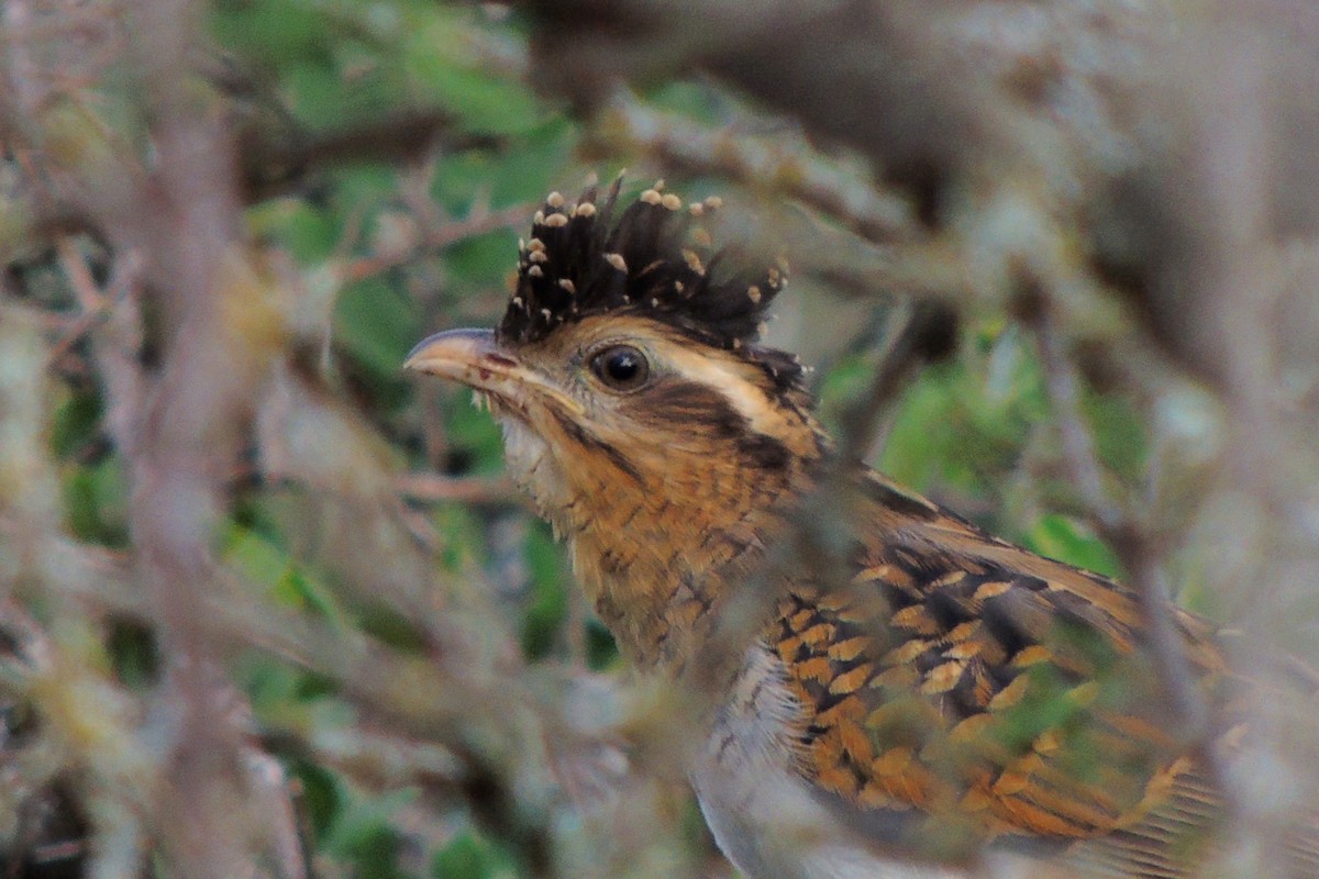 Striped Cuckoo - Martin Lopez