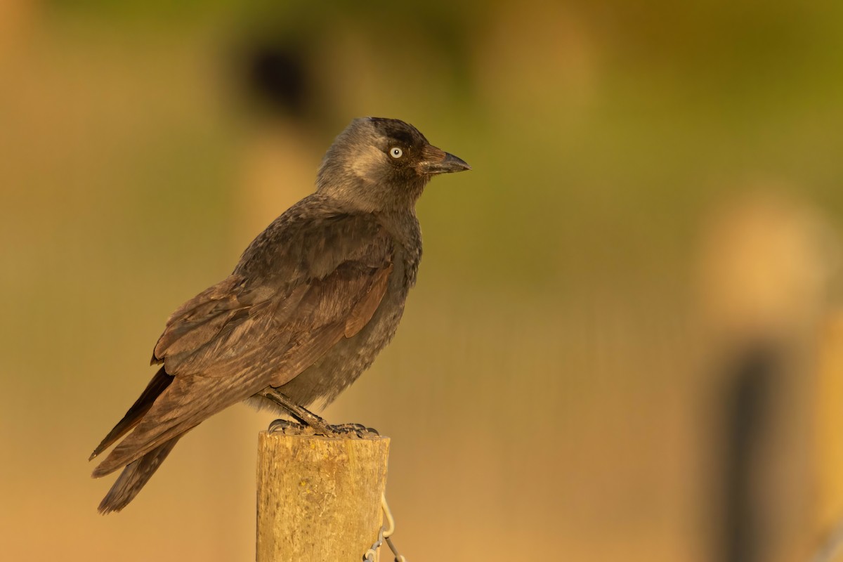 Eurasian Jackdaw - ML617684290