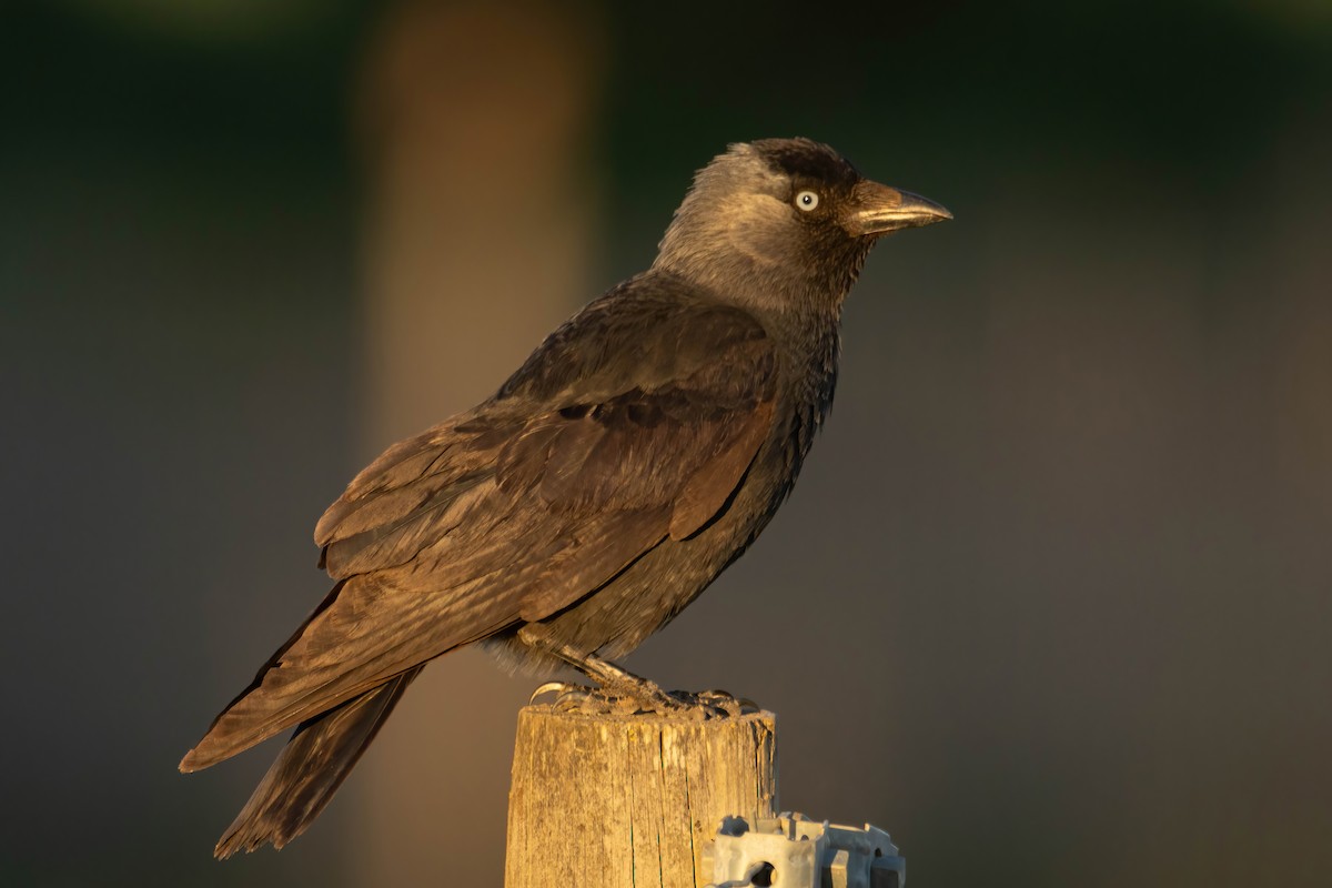 Eurasian Jackdaw - ML617684291