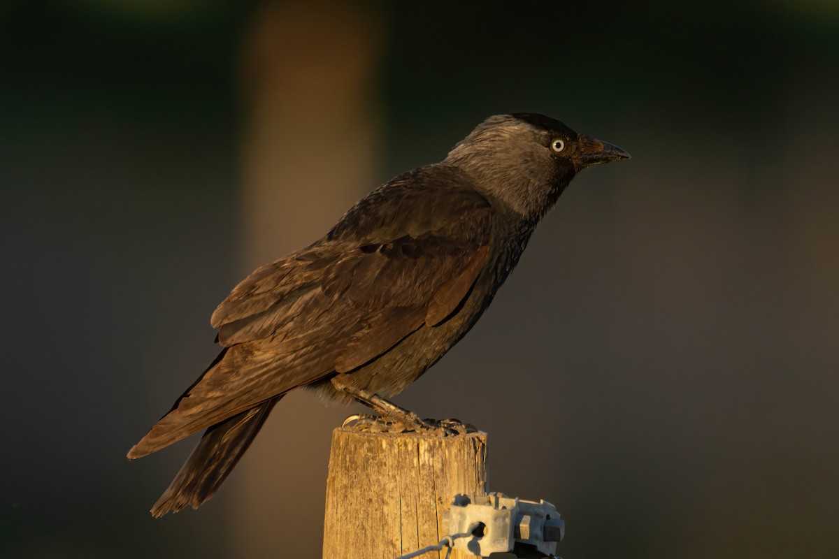 Eurasian Jackdaw - ML617684292