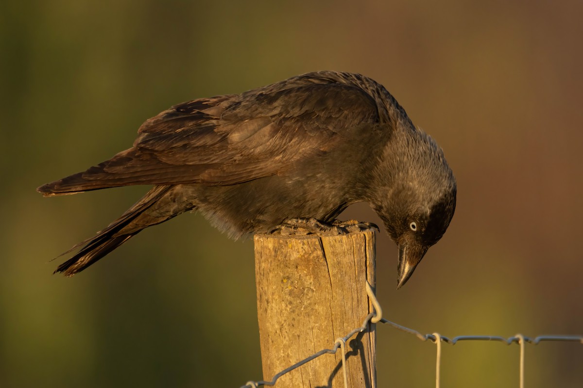 Eurasian Jackdaw - ML617684293