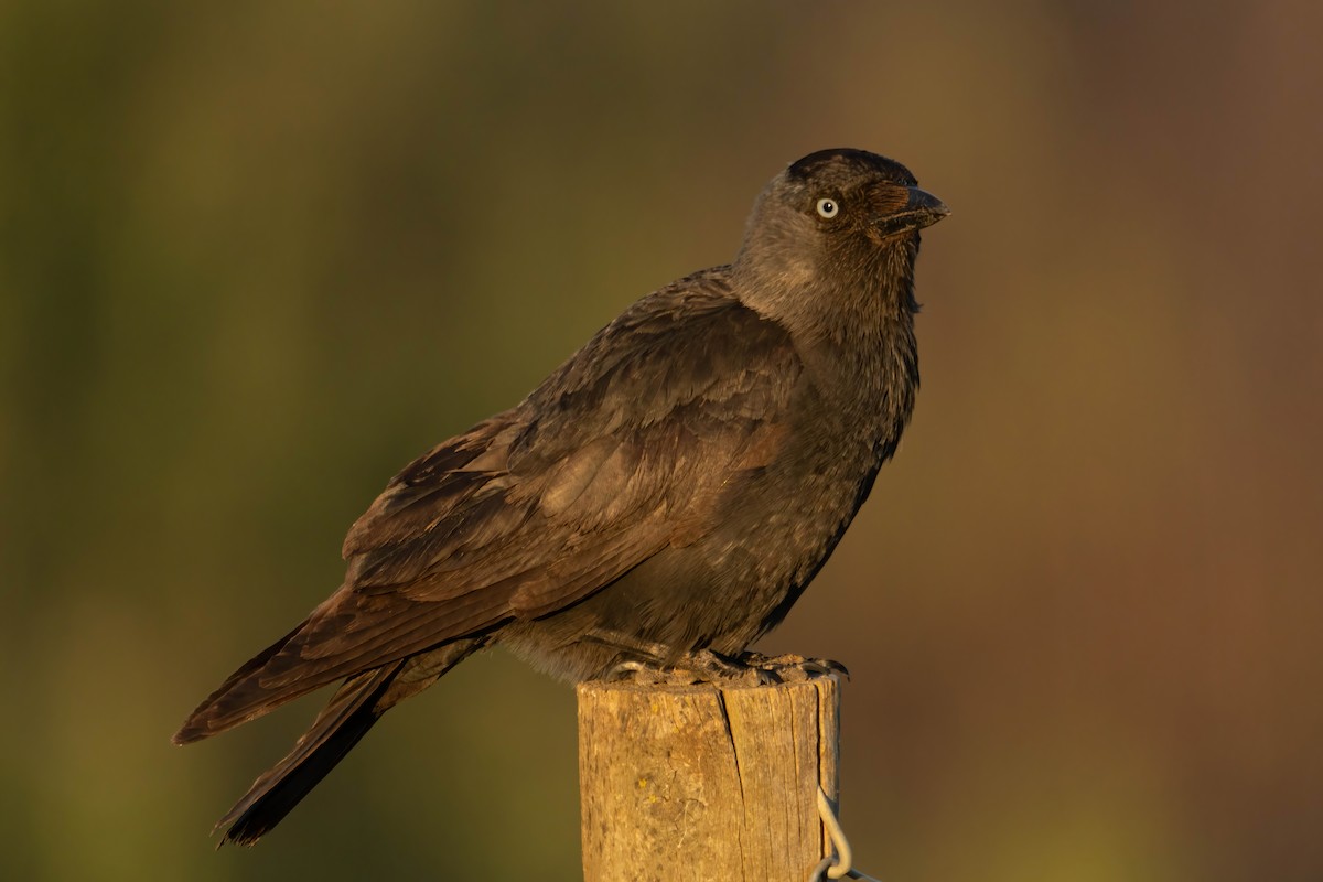 Eurasian Jackdaw - ML617684294