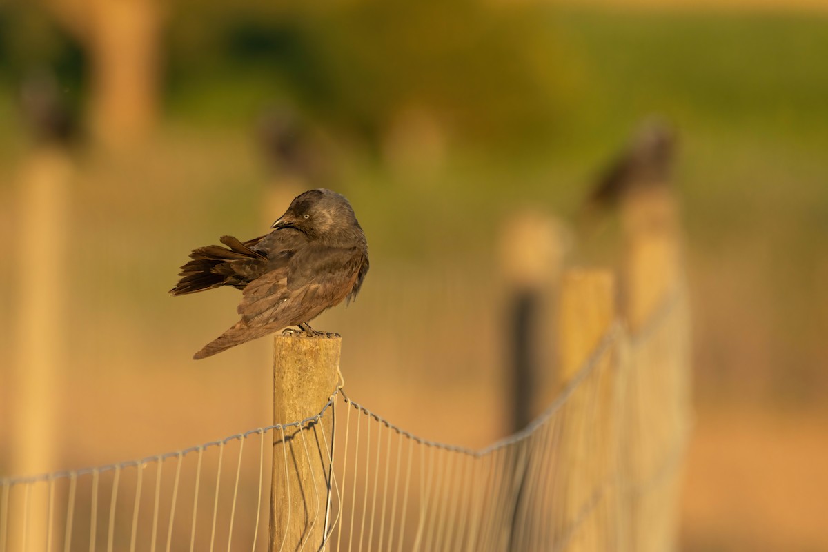 Eurasian Jackdaw - ML617684296