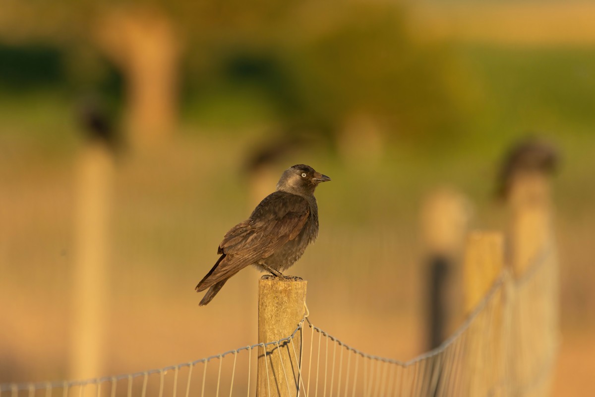 Eurasian Jackdaw - ML617684297