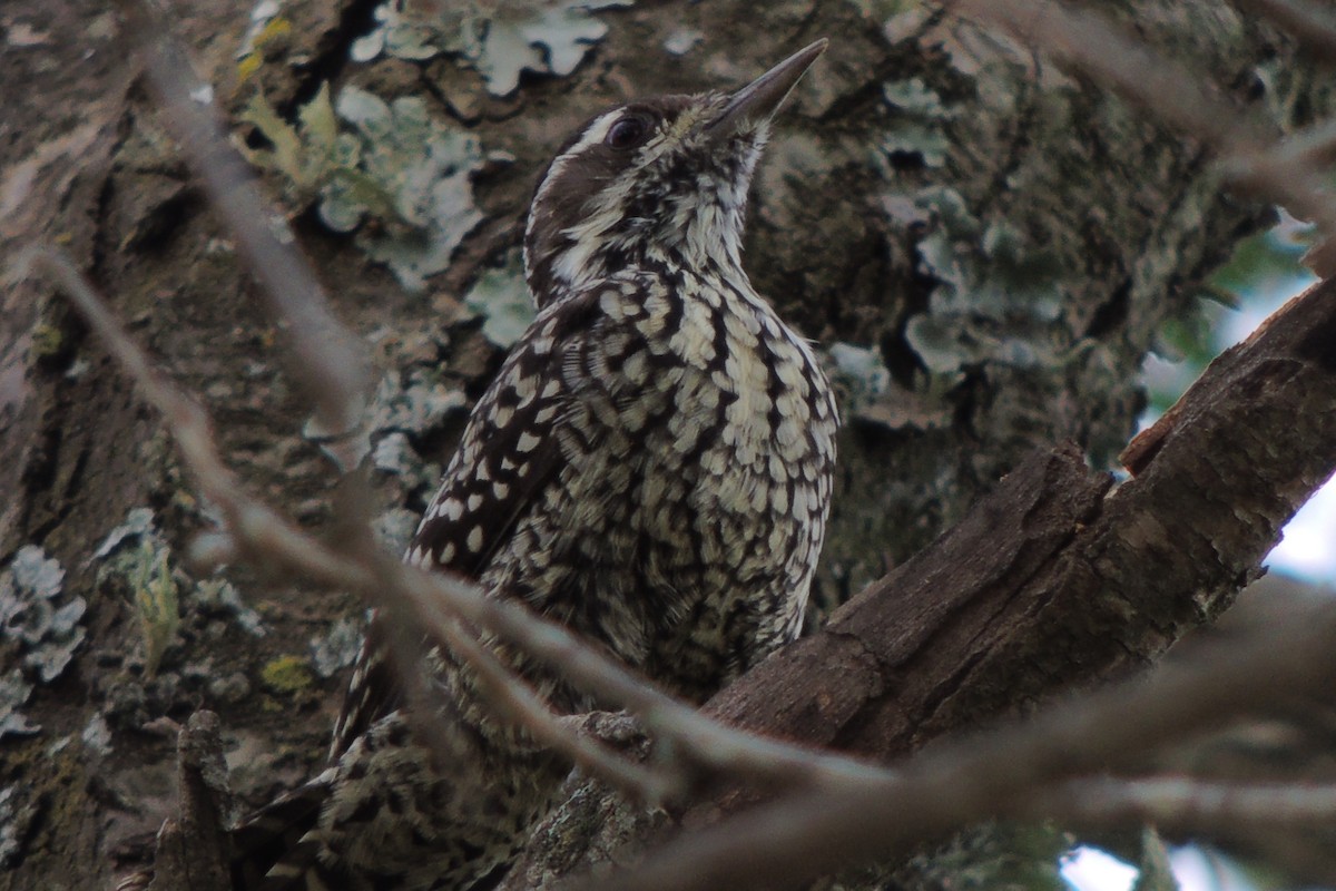 Checkered Woodpecker - ML617684333