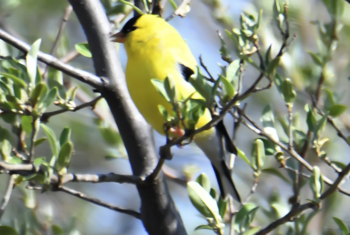 Chardonneret jaune - ML617684355