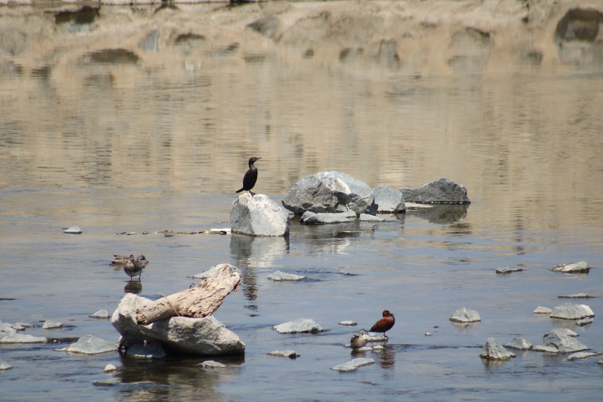 Double-crested Cormorant - ML617684446