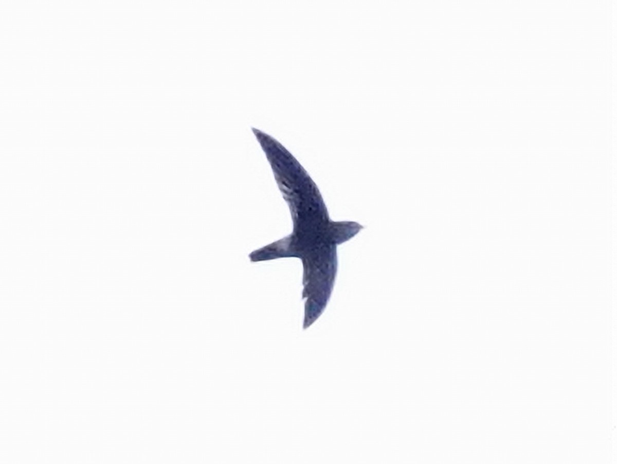 Band-rumped Swift - Barry Reed