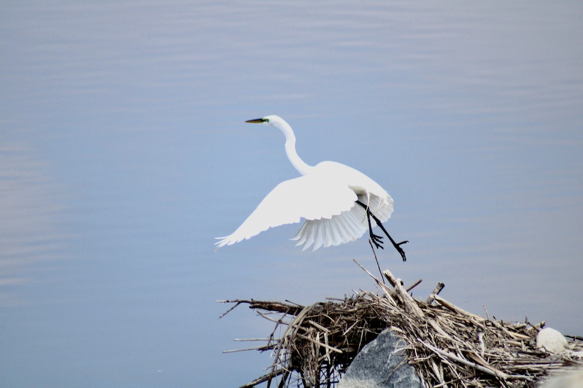 Great Egret - ML617684472