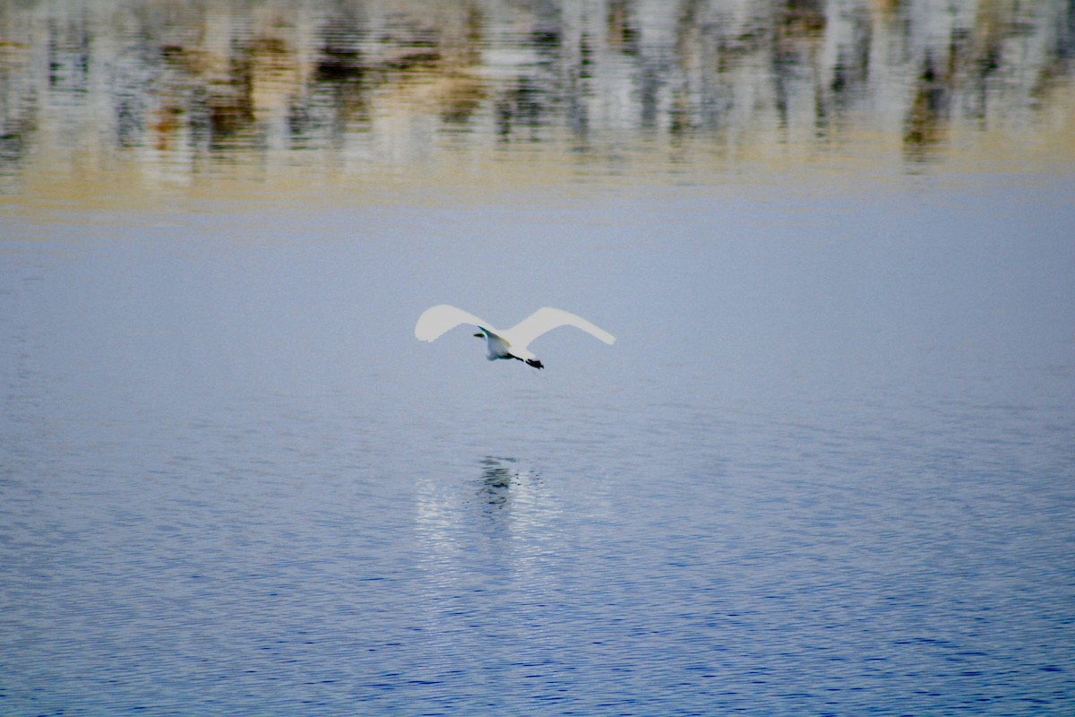 Great Egret - Mavis Wetherington