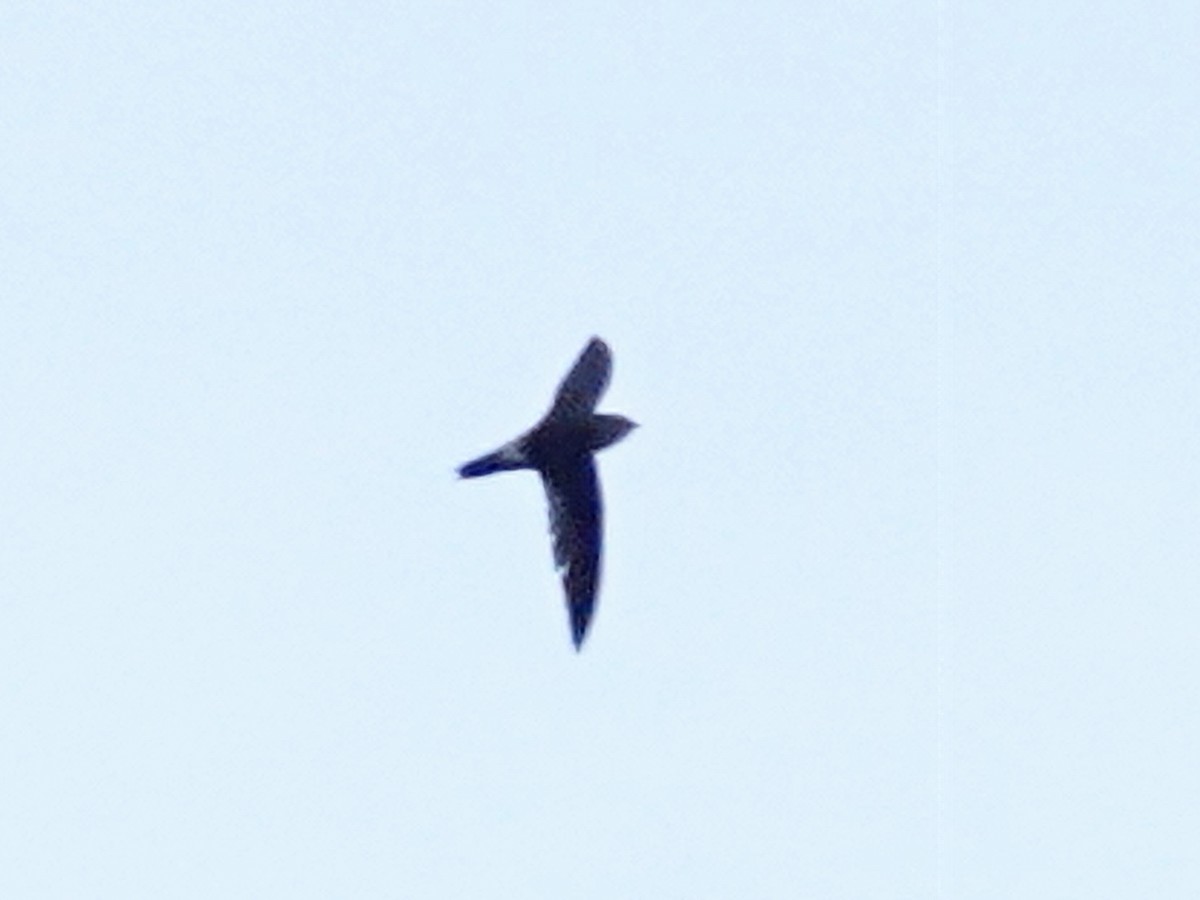 Band-rumped Swift - Barry Reed