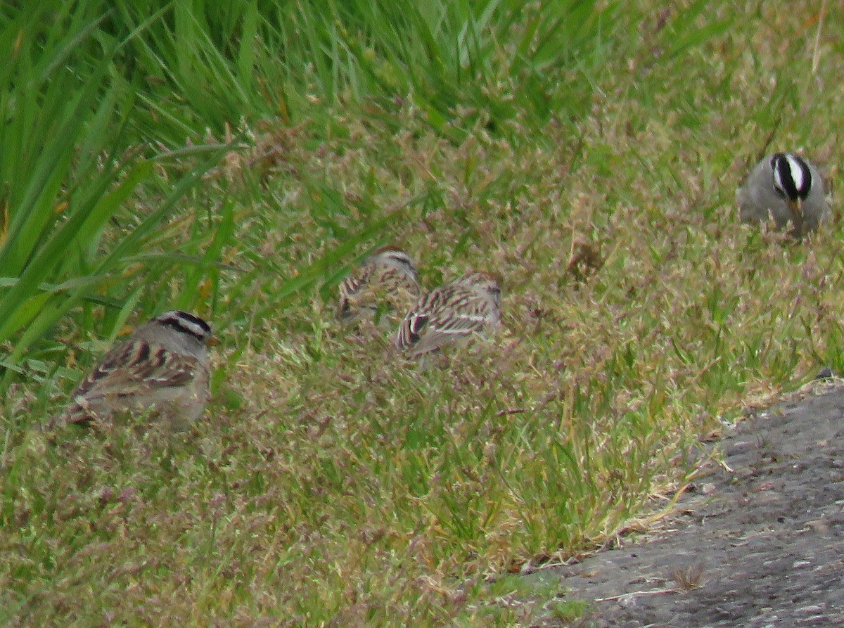 Chipping Sparrow - ML617684488