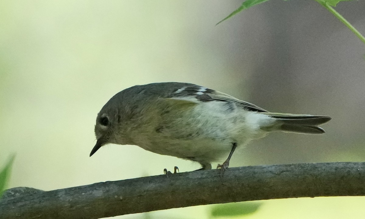 Ruby-crowned Kinglet - Charlene Fan