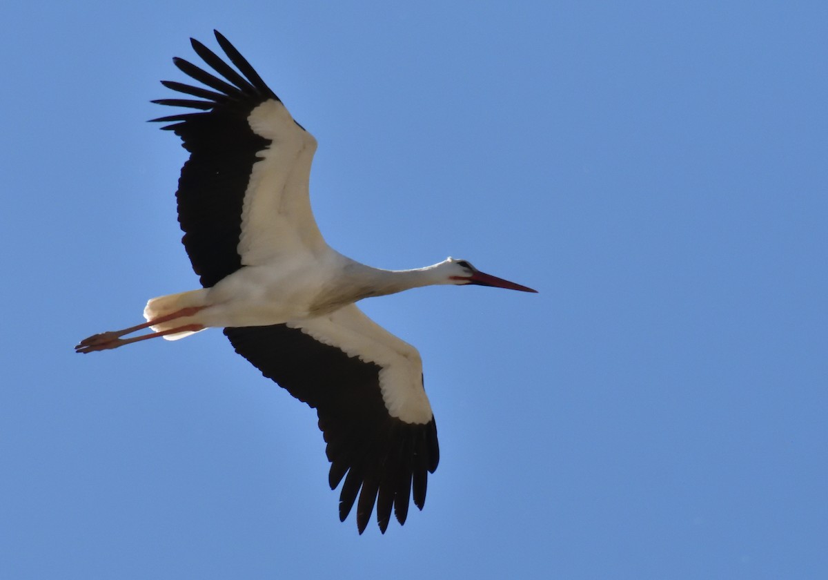 White Stork - ML617684516