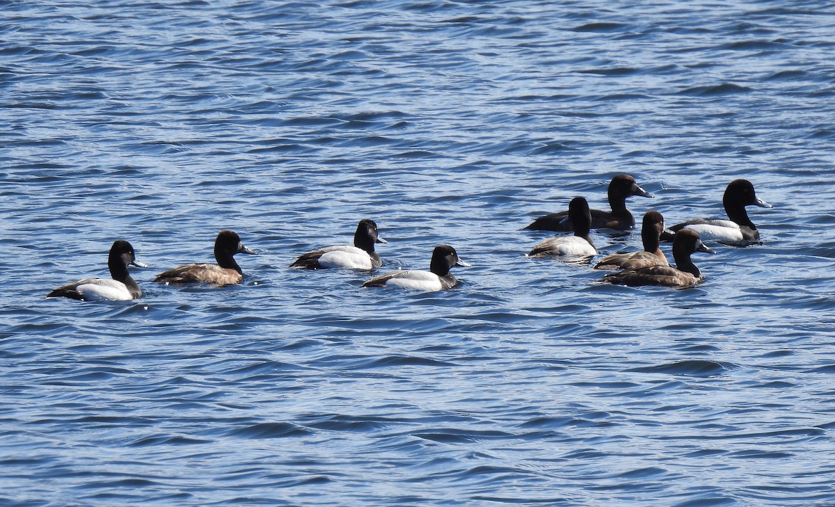 Lesser Scaup - ML617684518