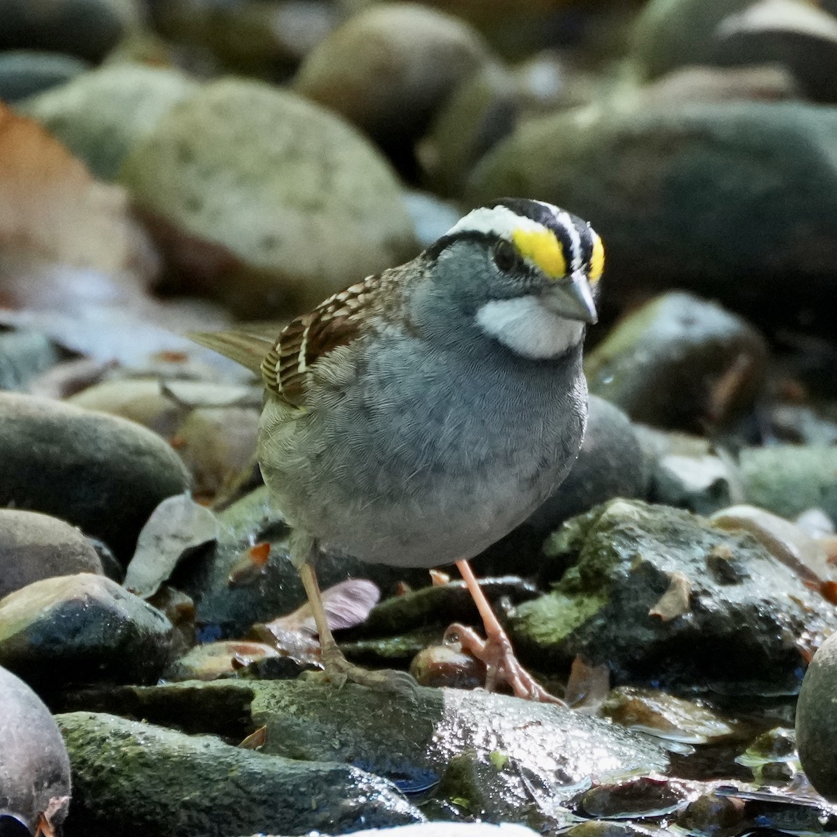 White-throated Sparrow - ML617684542