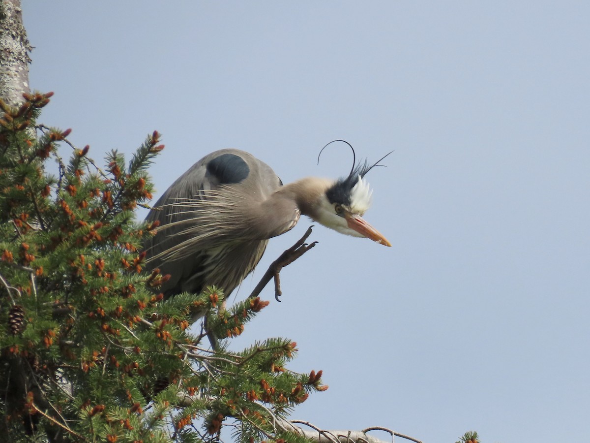 Great Blue Heron - ML617684543