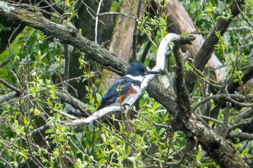 Belted Kingfisher - ML617684572