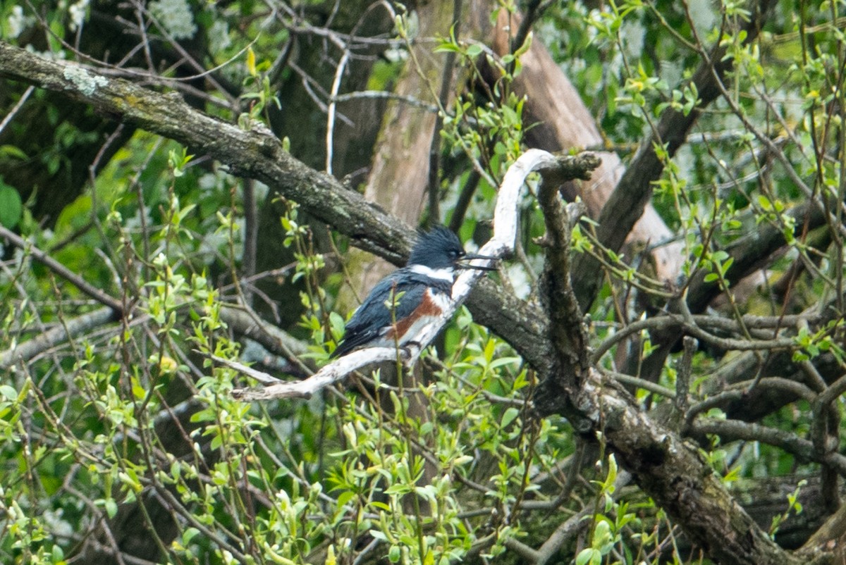 Belted Kingfisher - ML617684581