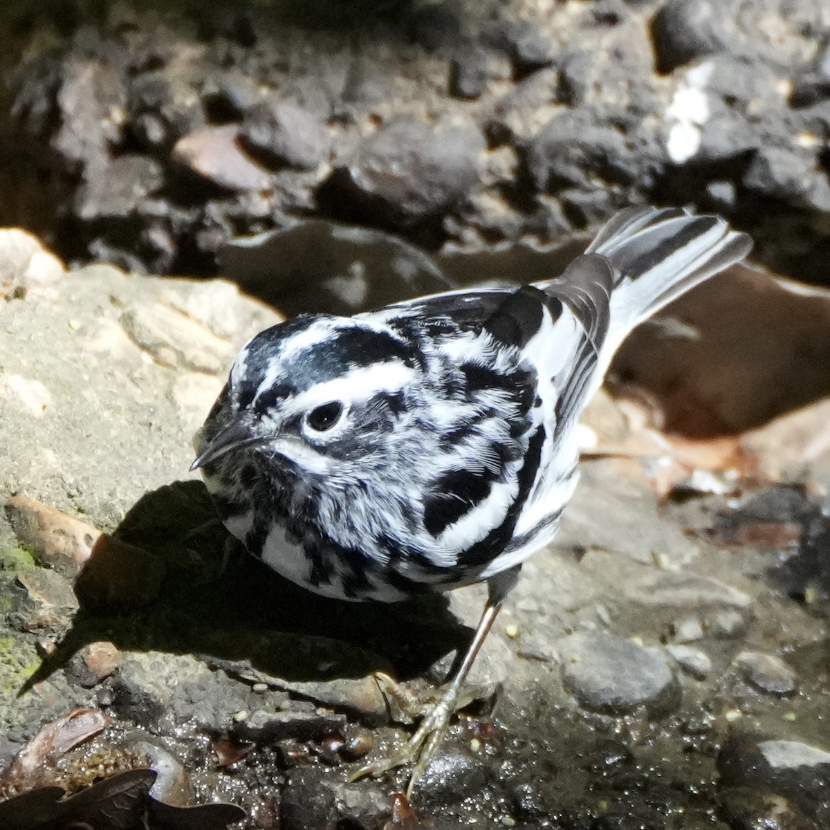 Paruline noir et blanc - ML617684593