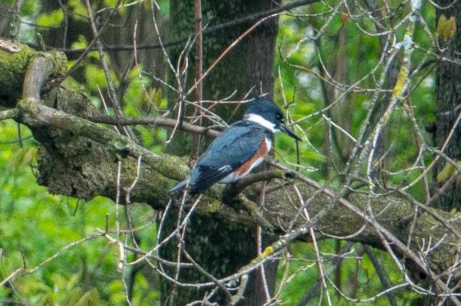 Belted Kingfisher - ML617684595