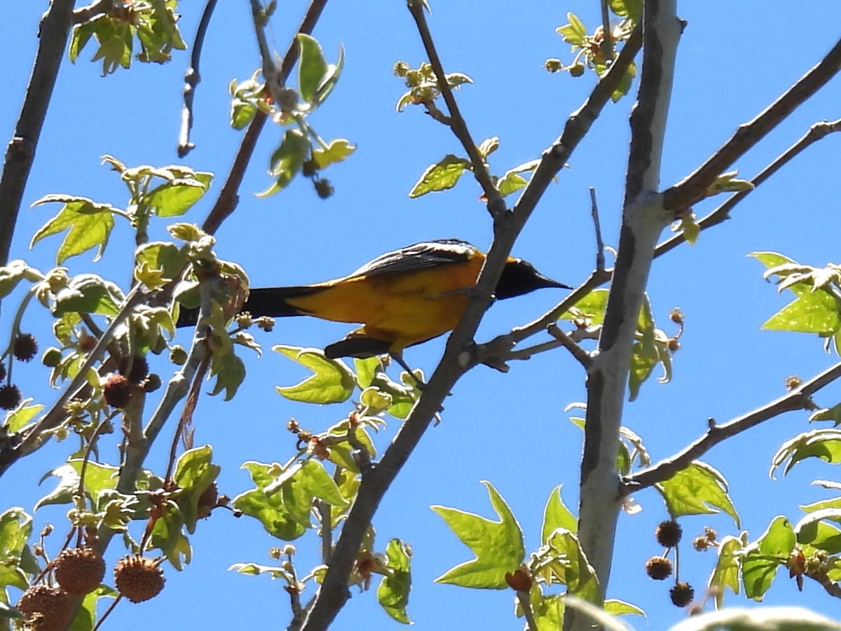 Hooded Oriole - ML617684614