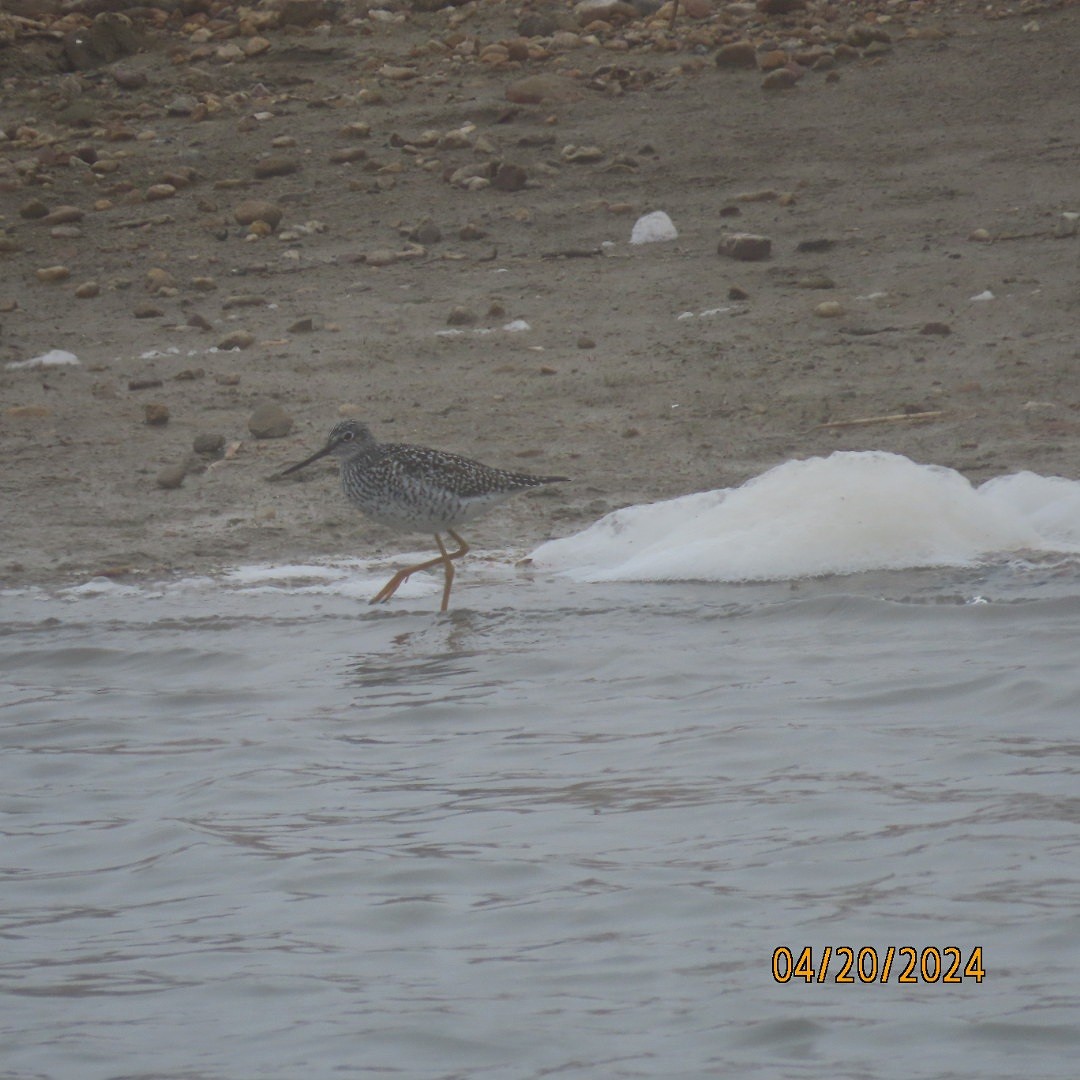 Greater Yellowlegs - ML617684616