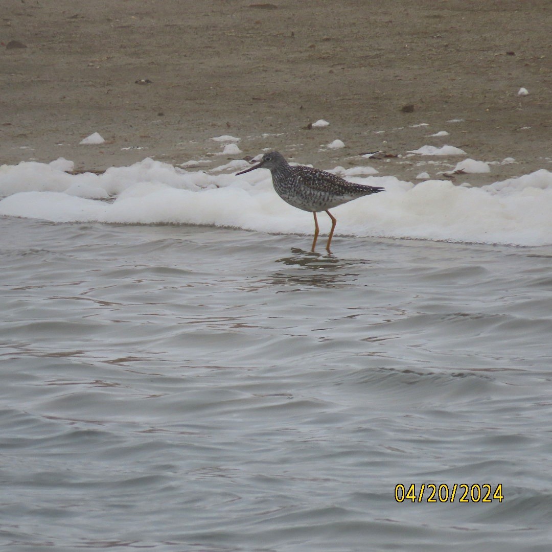 Greater Yellowlegs - ML617684617