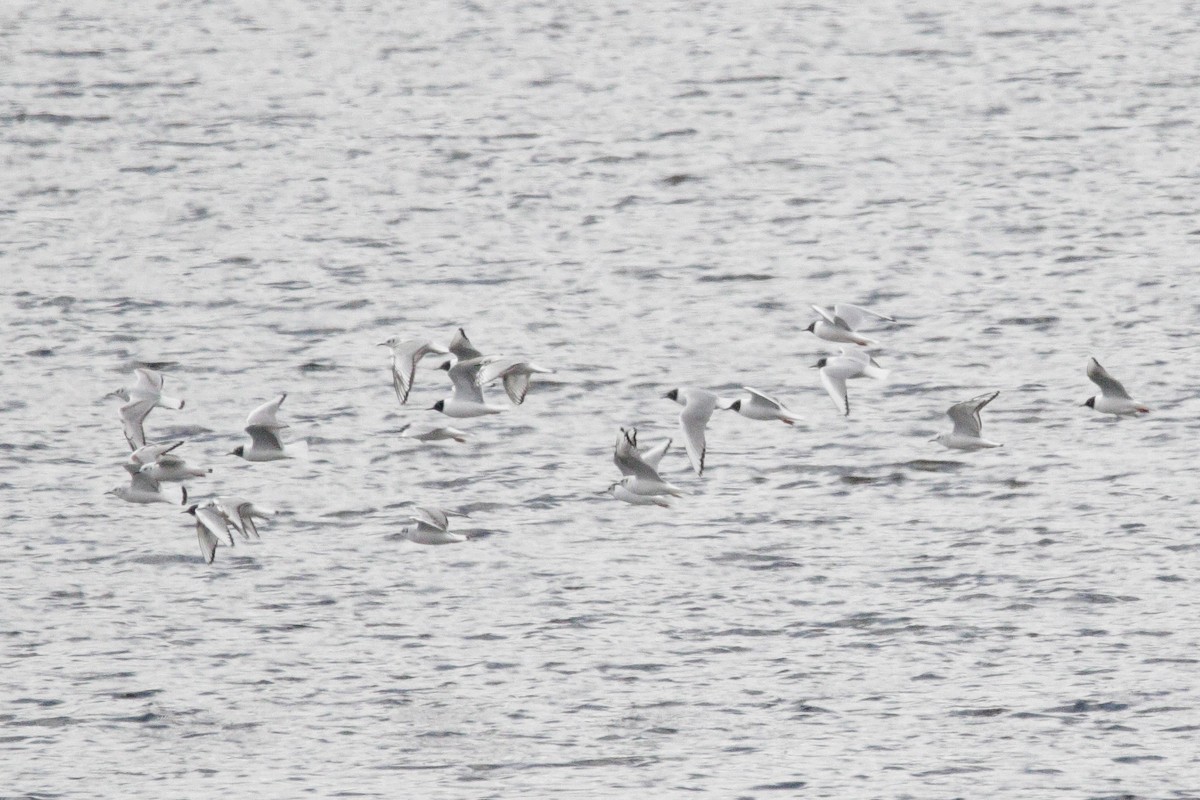 Bonaparte's Gull - ML617684633