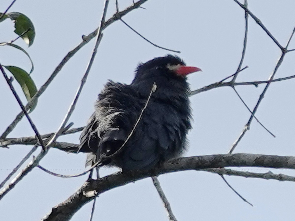 White-fronted Nunbird (White-fronted) - ML617684645