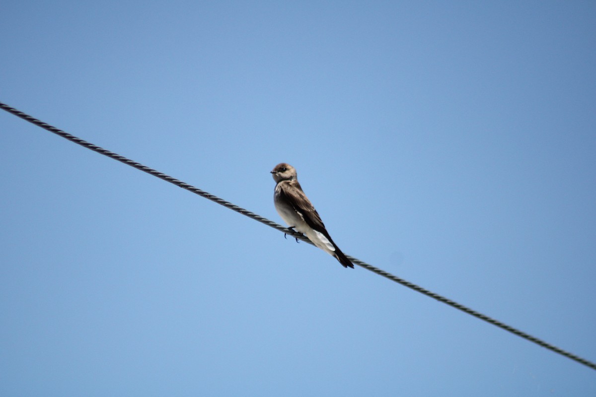 Northern Rough-winged Swallow - ML617684649