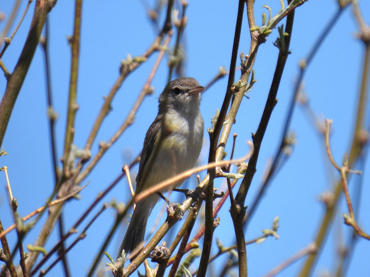 Braunaugenvireo - ML617684655